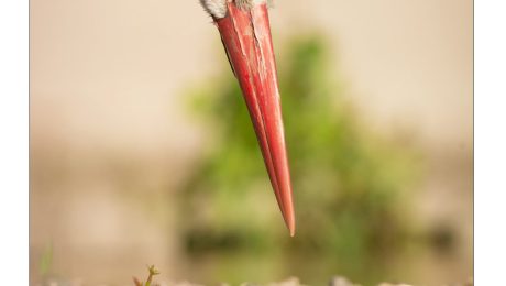 Un halo de esperanza. Jesús María Oliva. Ganador XXXI Certamen Fotográfico Semana de la Cigüeña