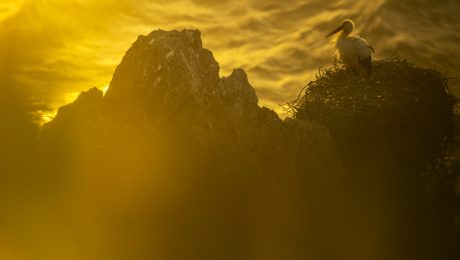 Primer premio Concurso Internacional de Fotografía Semana de la Cigüeña