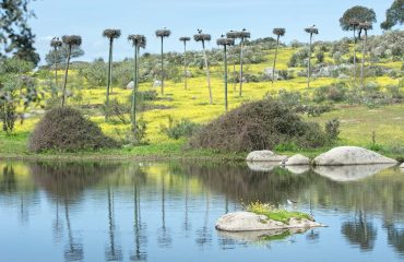Humedal de las cigüeñas en Malpartida de Cáceres