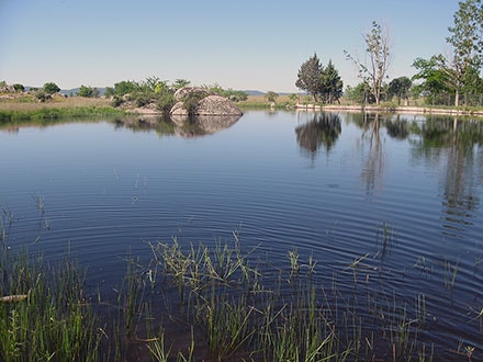 Pond Matorral